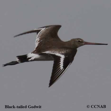 Birds of North America