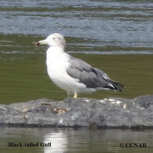 Birds of North America