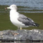 Black-tailed Gull