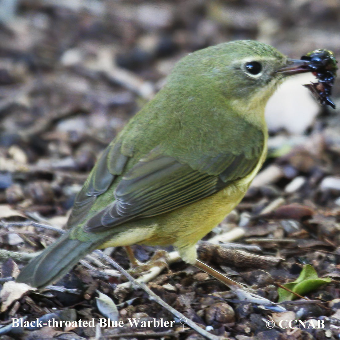 Black-throated Blue Warbler