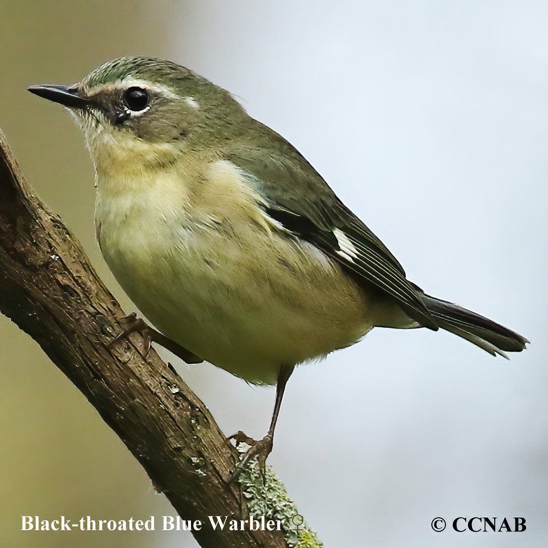 Black-throated Blue Warbler