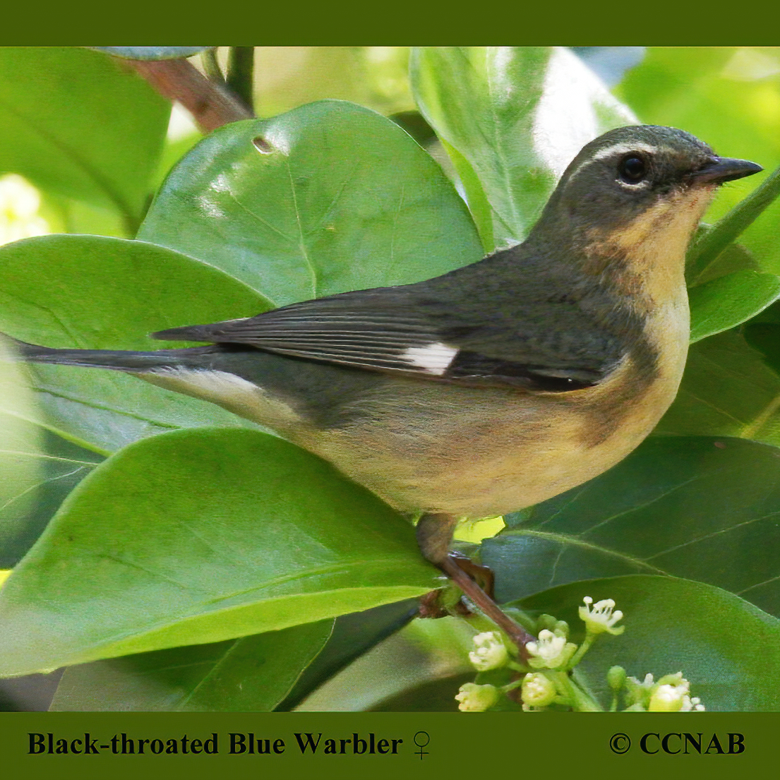 Black-throated Blue Warbler