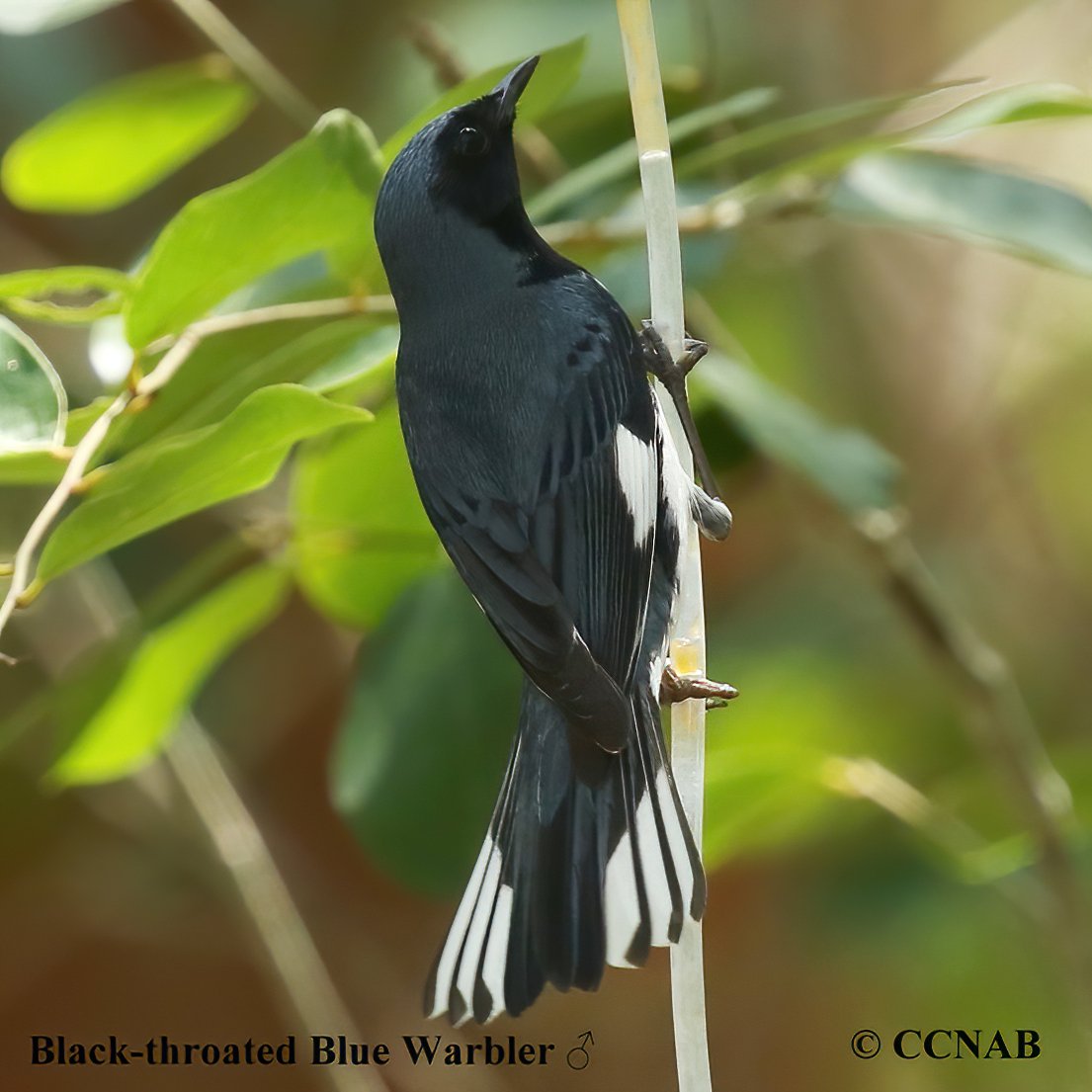 Black-throated Blue Warbler