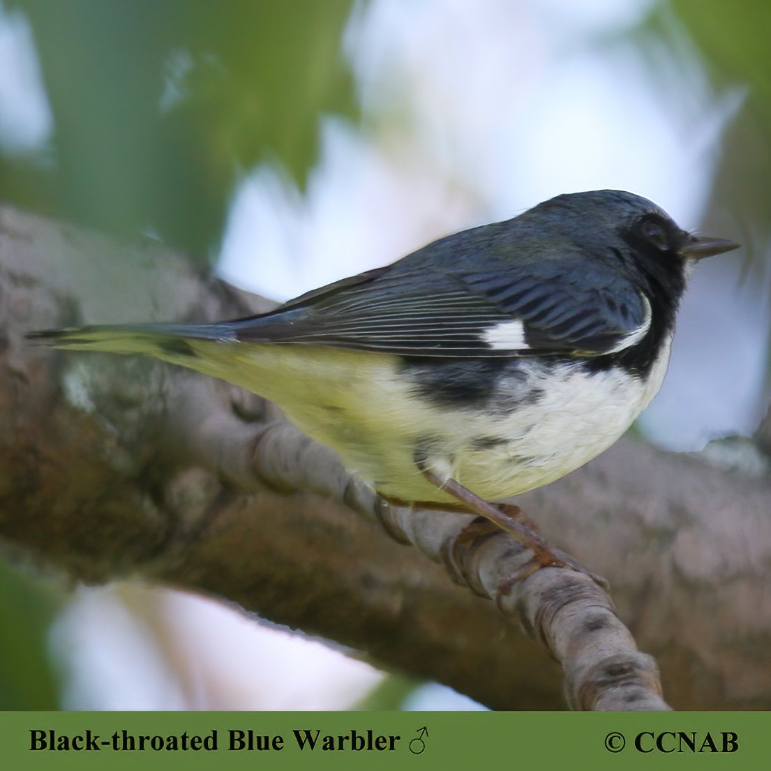 Black-throated Blue Warbler