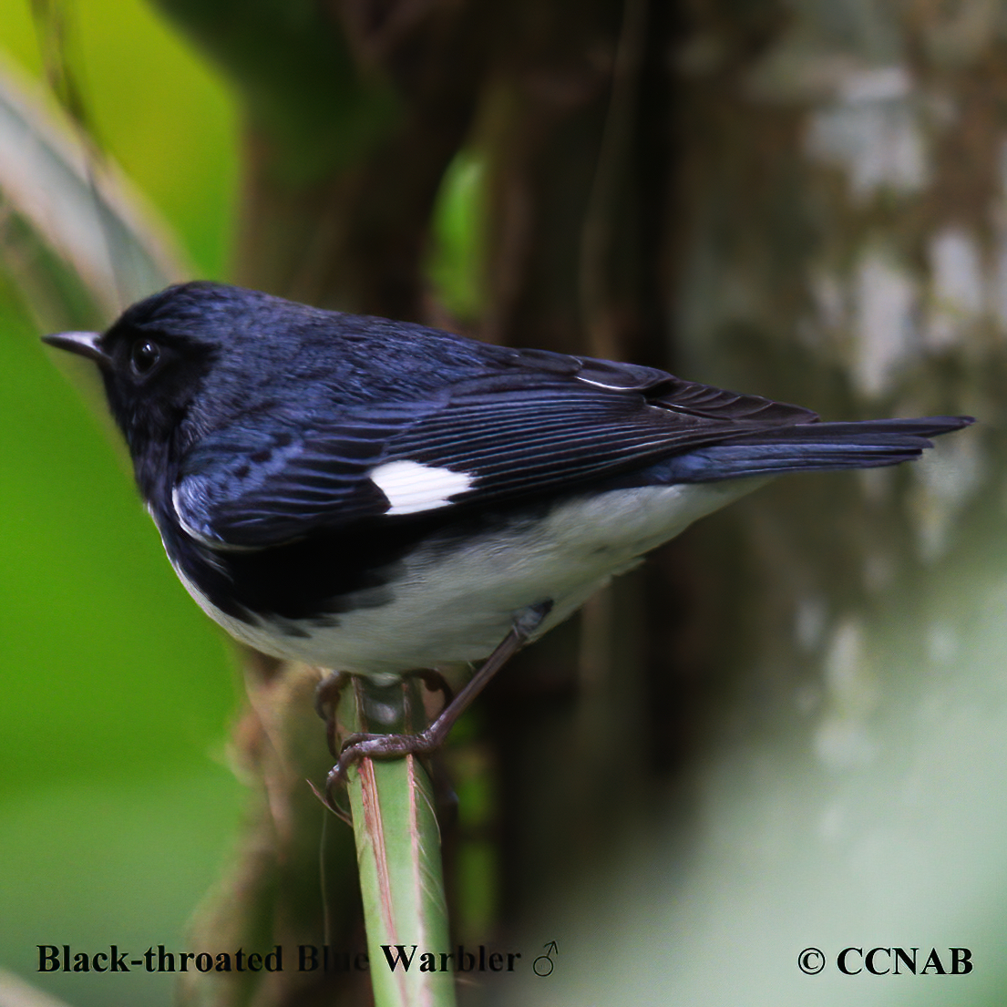 Black-throated Blue Warbler