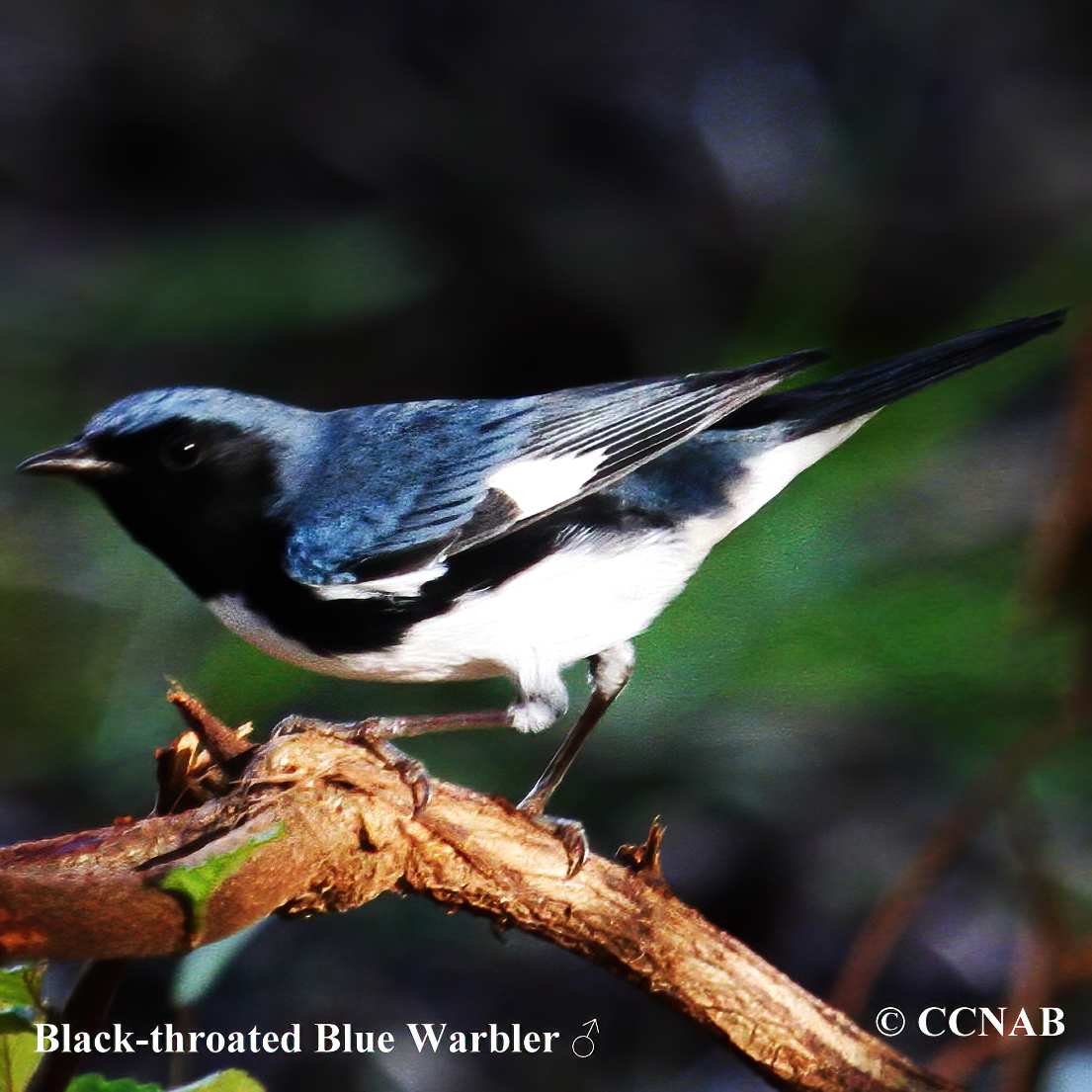 Black-throated Blue Warbler