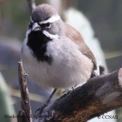 Black-throated Sparrow