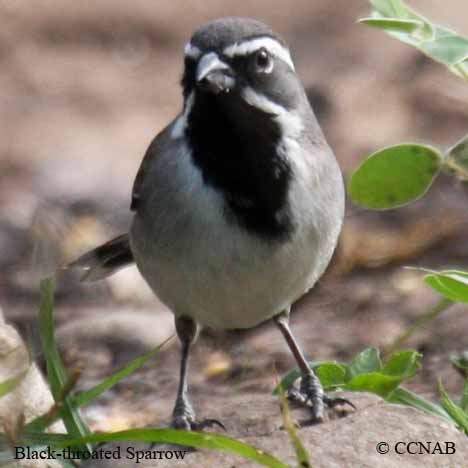 Black-throated Sparrow