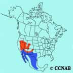 Black-throated Sparrow range map