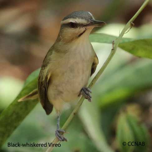 Birds of North America