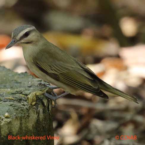 Black-whiskered Vireo