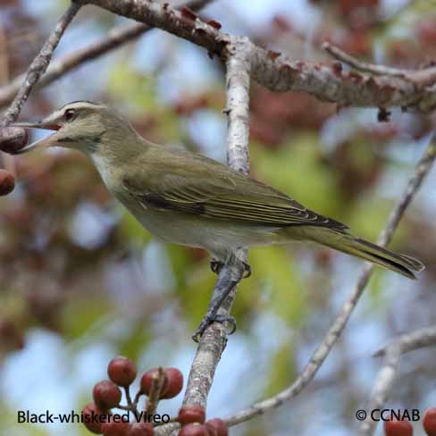 Black-whiskered Vireo