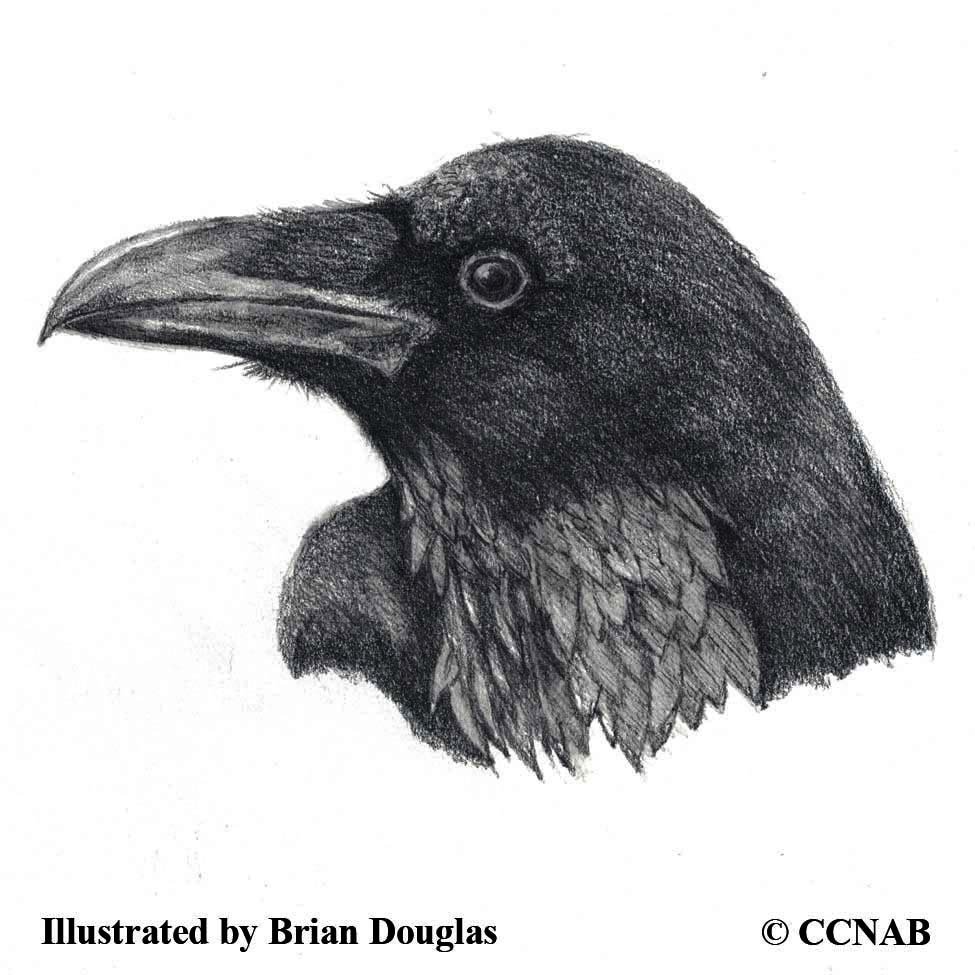 black birds, pictures of black birds