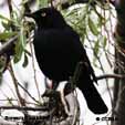 Black colored Birds