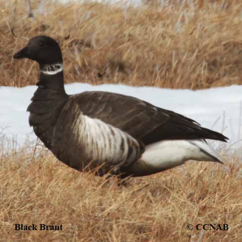 Black Brant