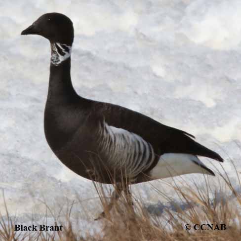 Brant