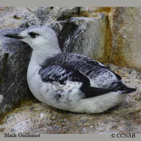 Black Guillemot