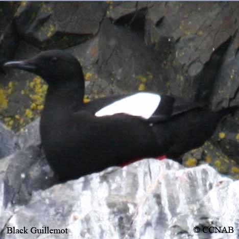 Birds of North America