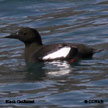 Black Guillemot