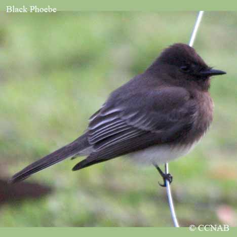 BBlack Phoebe