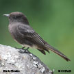 Black Phoebe