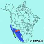 Black Phoebe range map