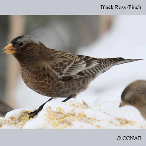 Black Rosy-Finch