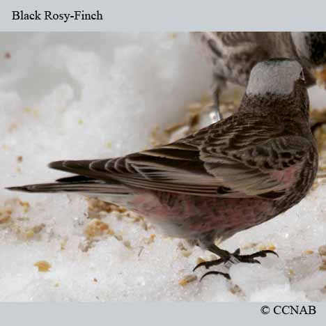 Black Rosy-Finch