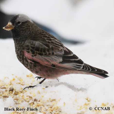 Black Rosy-Finch