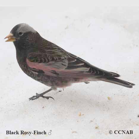 Birds of North America