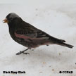 Black Rosy-Finch range map