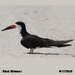 Black Skimmer range map