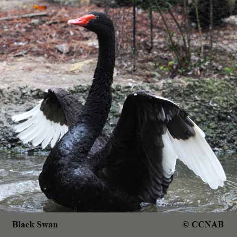 Black Swan