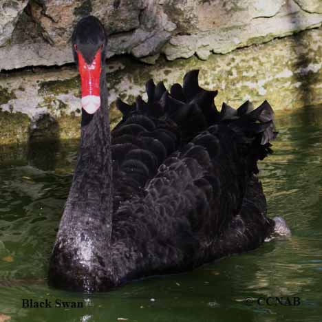 Black Swan