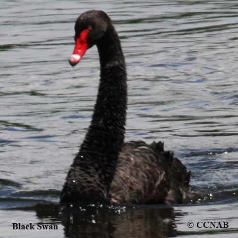 Black Swan