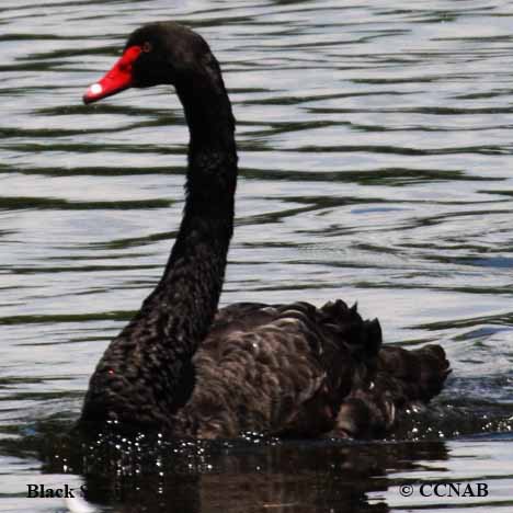 Black Swan