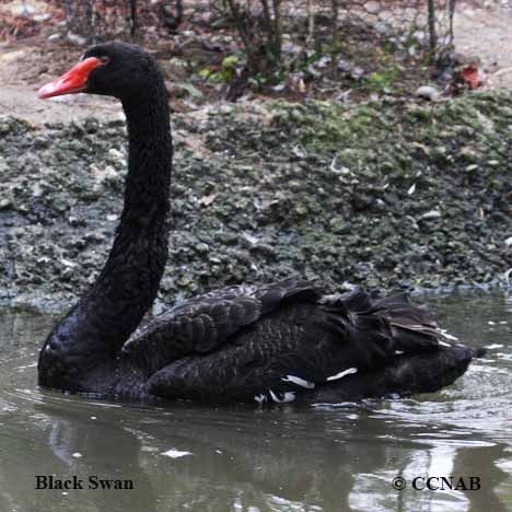 Birds of North America