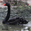 Black Swan