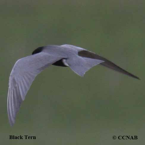 Birds of North America