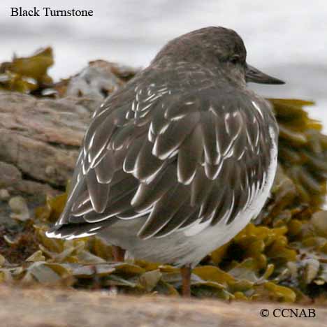 Black Turnstone