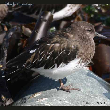 Black Turnstone