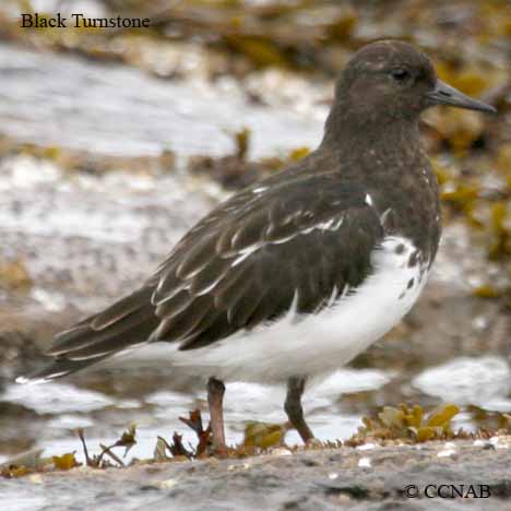 Birds of North America