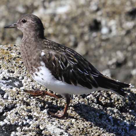 Black Turnstone