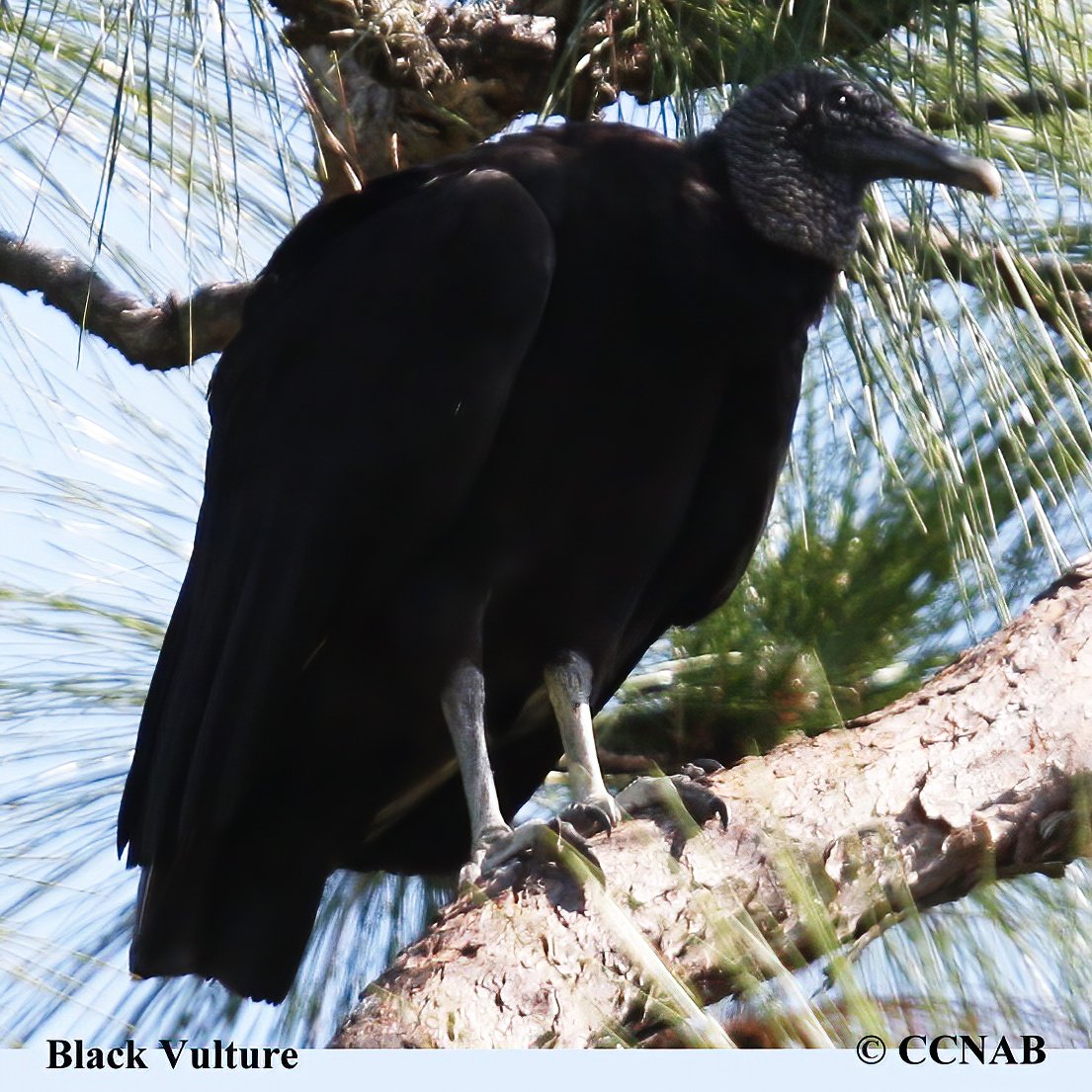 Black Vulture North American Birds Birds of North America