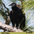 Black Vulture range map