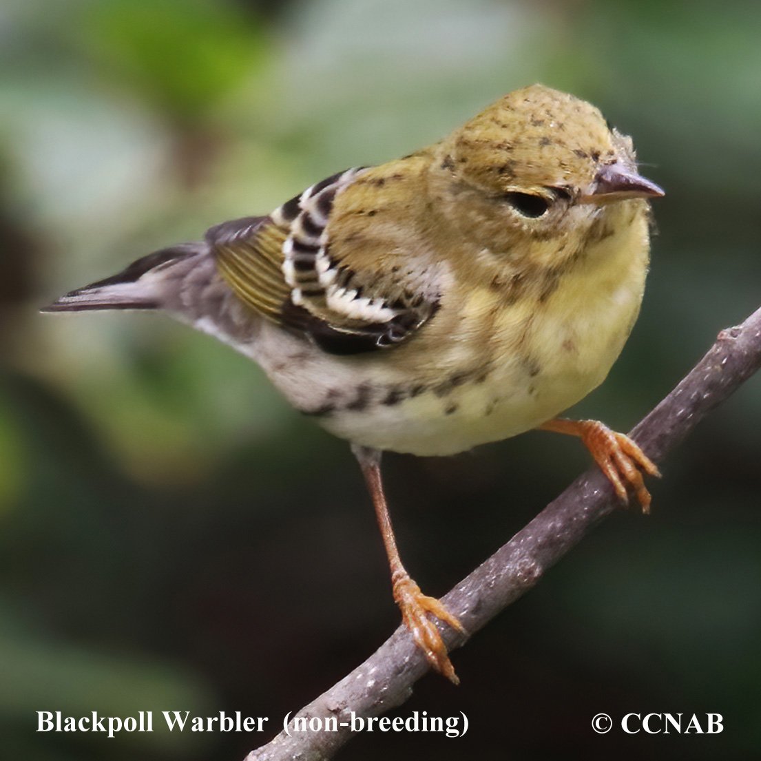 Blackpoll Warbler (Setophaga striata) North American Birds Birds of