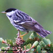 Blackpoll Warbler range map