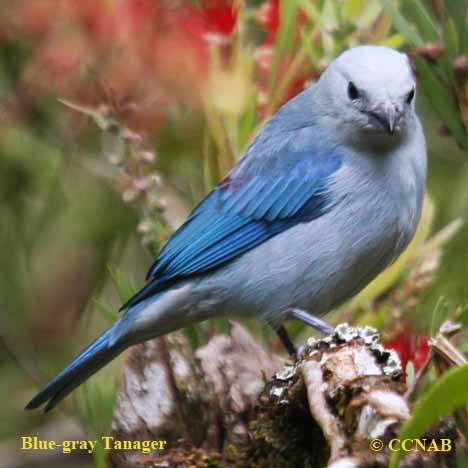 Blue-gray Tanager