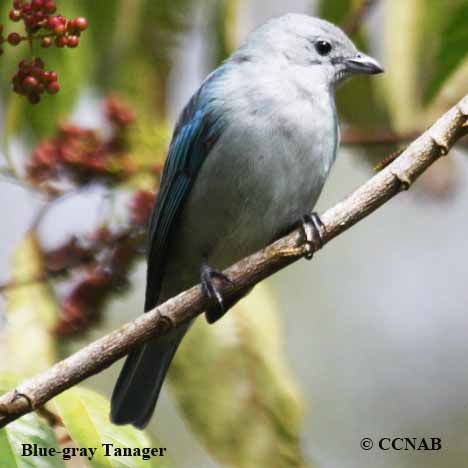 Blue-gray Tanager