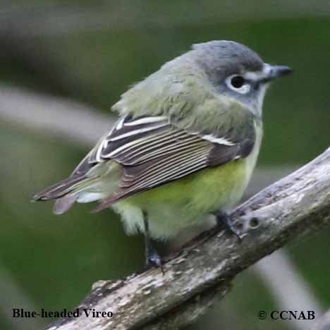 Blue-headed Vireo